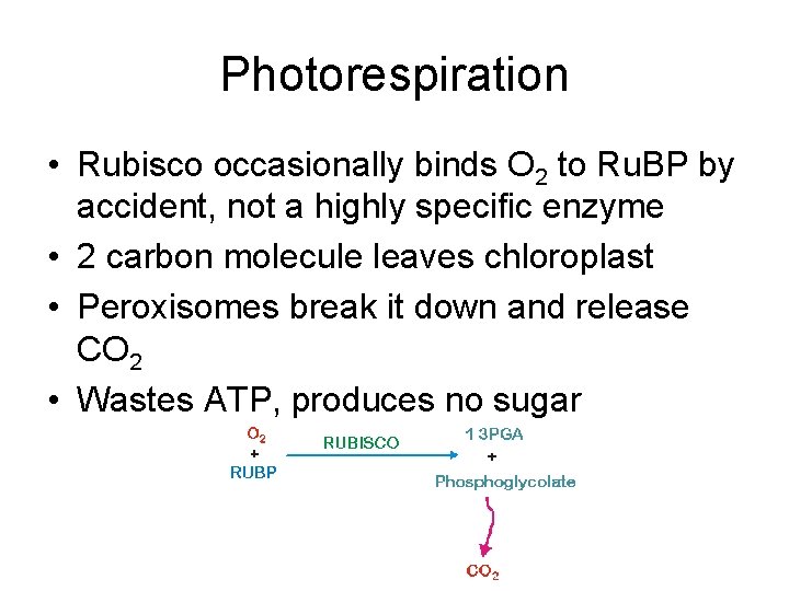 Photorespiration • Rubisco occasionally binds O 2 to Ru. BP by accident, not a