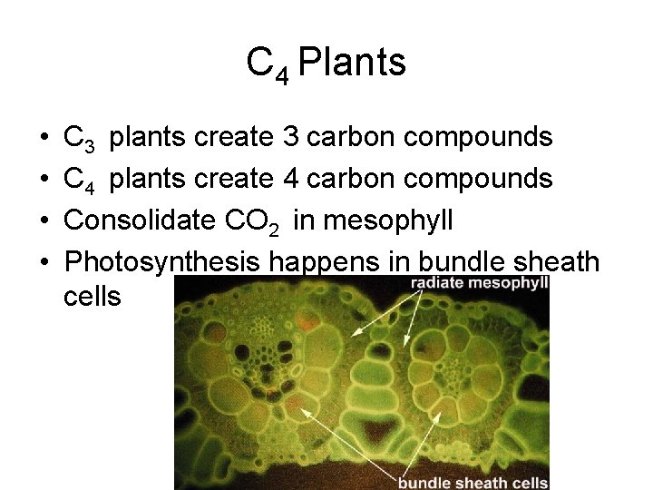 C 4 Plants • • C 3 plants create 3 carbon compounds C 4