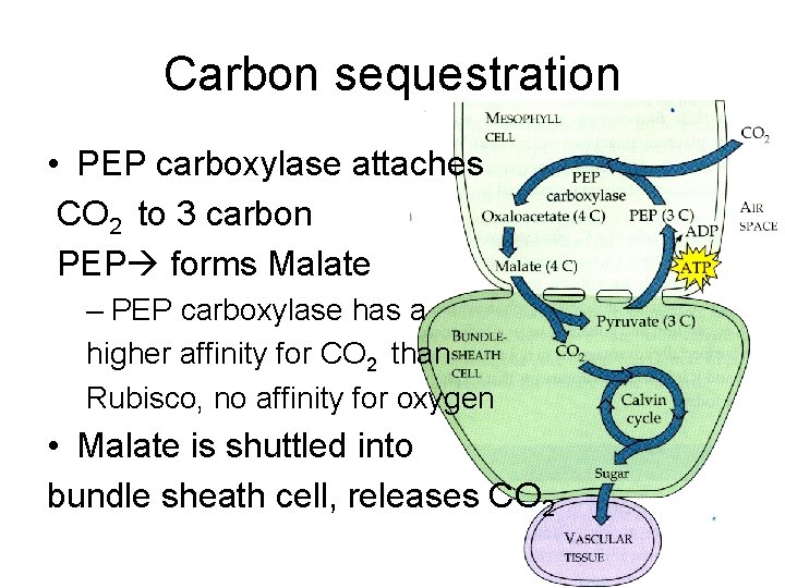 Carbon sequestration • PEP carboxylase attaches CO 2 to 3 carbon PEP forms Malate