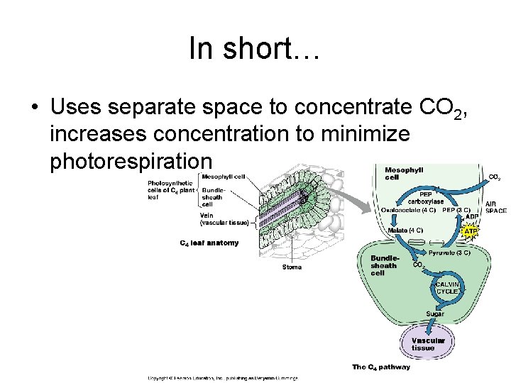 In short… • Uses separate space to concentrate CO 2, increases concentration to minimize