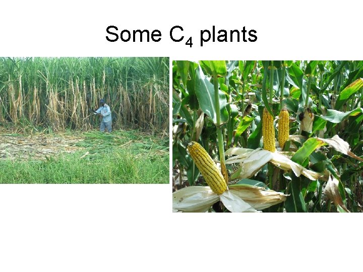 Some C 4 plants 