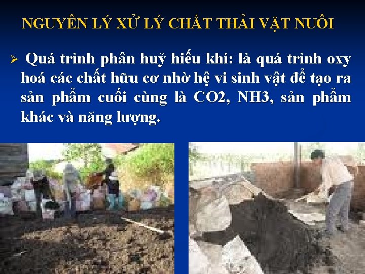 NGUYÊN LÝ XỬ LÝ CHẤT THẢI VẬT NUÔI Ø Quá trình phân huỷ hiếu