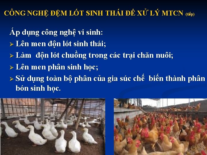 CÔNG NGHỆ ĐỆM LÓT SINH THÁI ĐỂ XỬ LÝ MTCN (tiếp) Áp dụng công