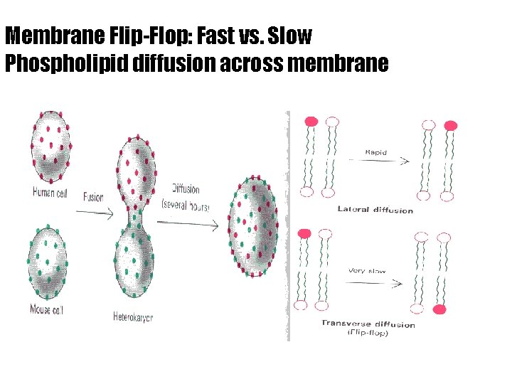 Membrane Flip-Flop: Fast vs. Slow Phospholipid diffusion across membrane 