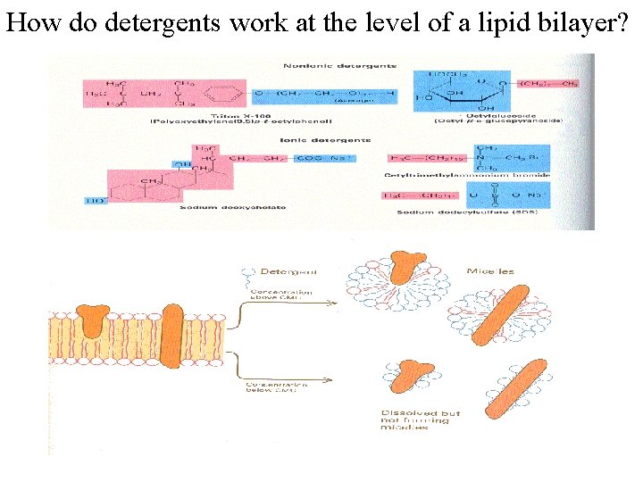 How do detergents work at the level of a lipid bilayer? 