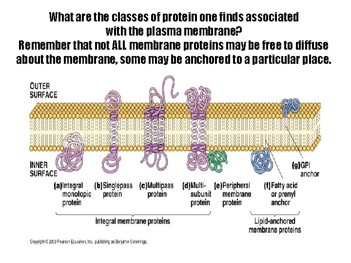 What are the classes of protein one finds associated with the plasma membrane? Remember