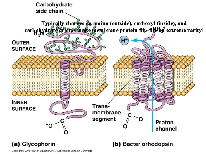 Typically charges on amino (outside), carboxyl (inside), and carbohydrate groups make membrane protein flip-flip