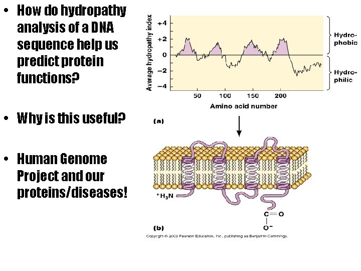  • How do hydropathy analysis of a DNA sequence help us predict protein
