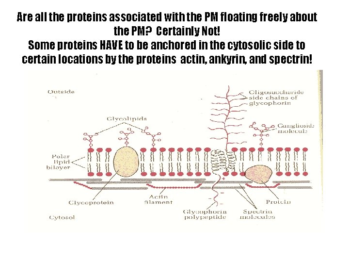 Are all the proteins associated with the PM floating freely about the PM? Certainly