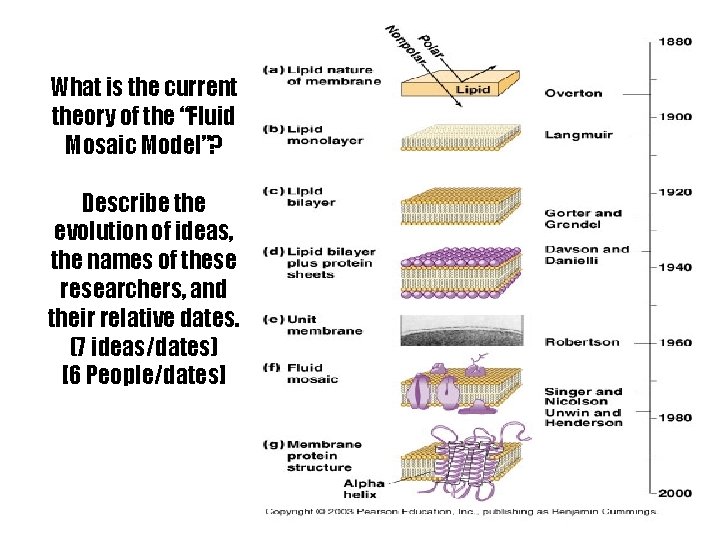 What is the current theory of the “Fluid Mosaic Model”? Describe the evolution of