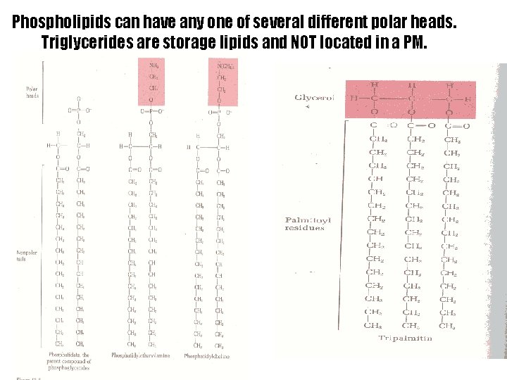 Phospholipids can have any one of several different polar heads. Triglycerides are storage lipids
