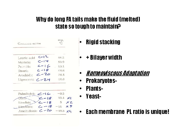 Why do long FA tails make the fluid (melted) state so tough to maintain?