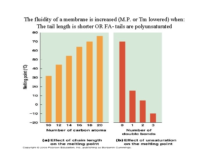The fluidity of a membrane is increased (M. P. or Tm lowered) when: The