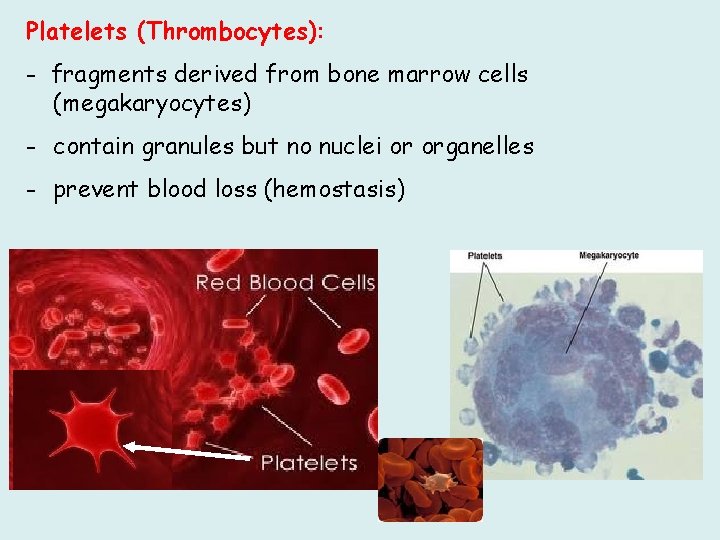 Platelets (Thrombocytes): - fragments derived from bone marrow cells (megakaryocytes) - contain granules but