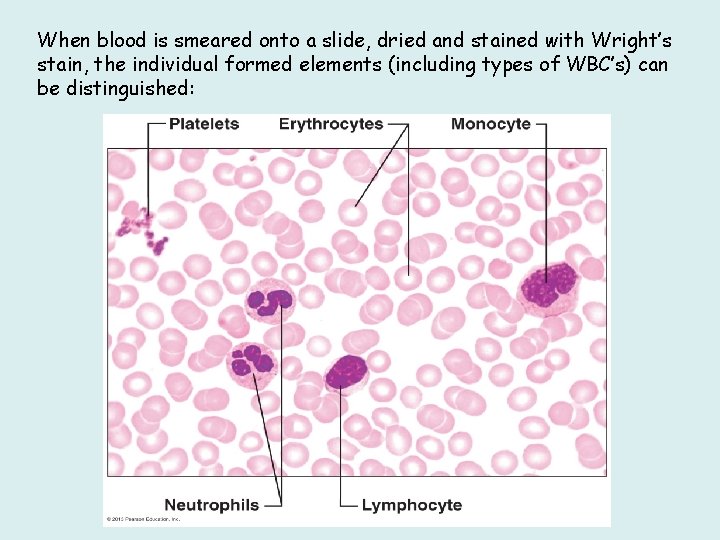 When blood is smeared onto a slide, dried and stained with Wright’s stain, the