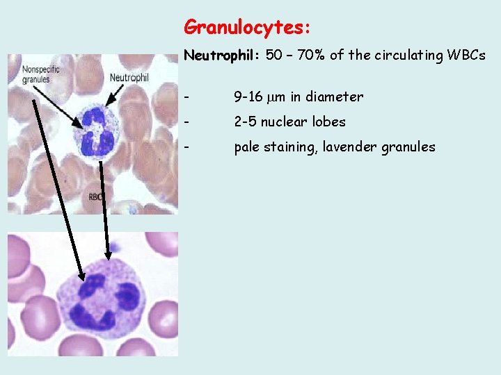 Granulocytes: Neutrophil: 50 – 70% of the circulating WBCs - 9 -16 m in