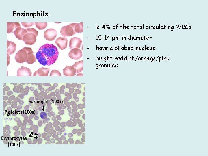 Eosinophils: - 2 -4% of the total circulating WBCs cytoplasmic - 10 -14 m