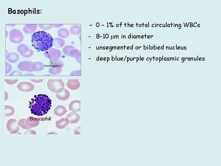 Basophils: - 0 – 1% of the total circulating WBCs - 8 -10 m