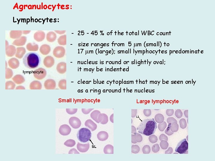 Agranulocytes: Lymphocytes: - 25 - 45 % of the total WBC count - size