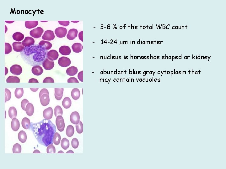 Monocyte - 3 -8 % of the total WBC count - 14 -24 m