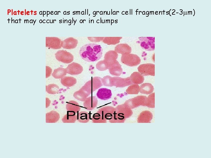 Platelets appear as small, granular cell fragments(2 -3 m) that may occur singly or