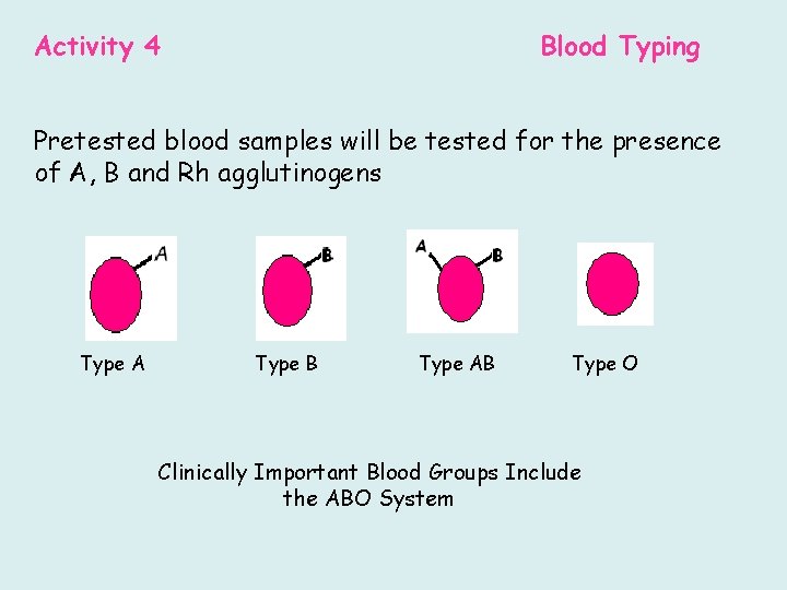 Activity 4 Blood Typing Pretested blood samples will be tested for the presence of