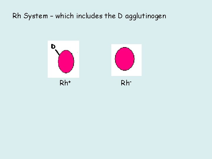Rh System – which includes the D agglutinogen Rh+ Rh- 
