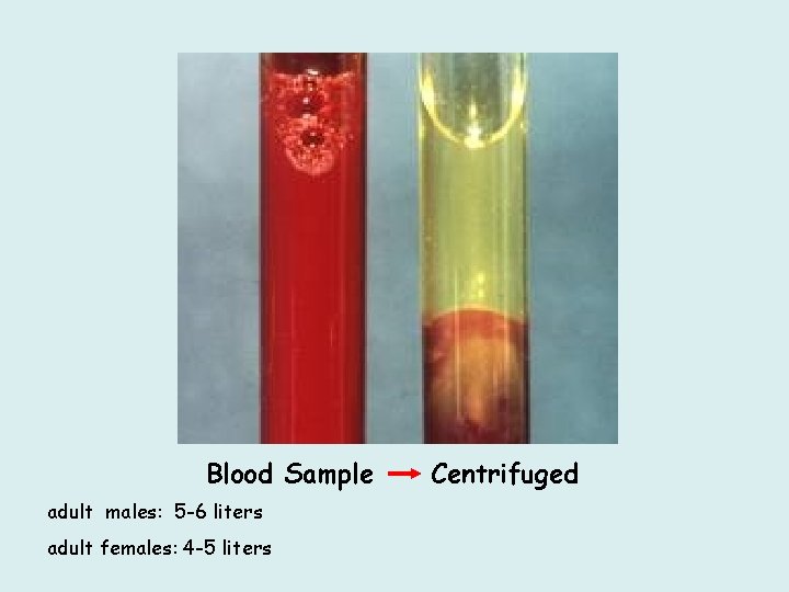 Blood Sample adult males: 5 -6 liters adult females: 4 -5 liters Centrifuged 