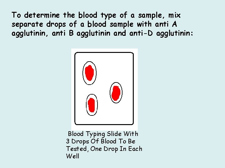 To determine the blood type of a sample, mix separate drops of a blood