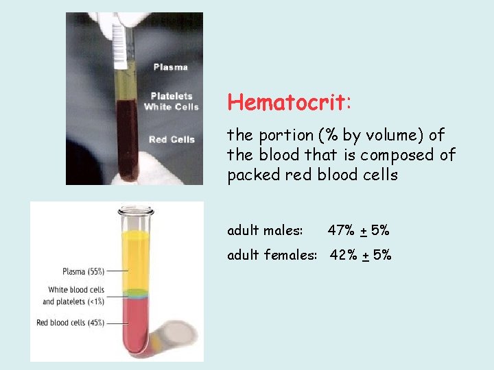 Hematocrit: the portion (% by volume) of the blood that is composed of packed