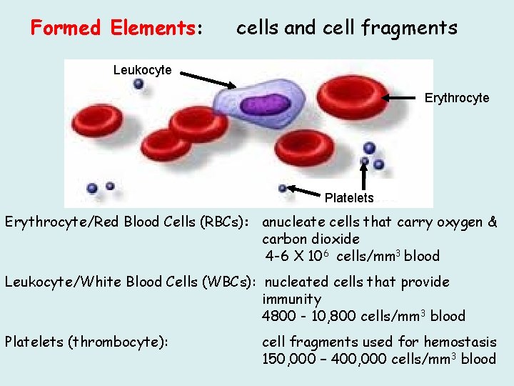 Formed Elements: cells and cell fragments Leukocyte Erythrocyte Platelets Erythrocyte/Red Blood Cells (RBCs): anucleate