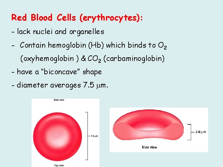 Red Blood Cells (erythrocytes): - lack nuclei and organelles - Contain hemoglobin (Hb) which