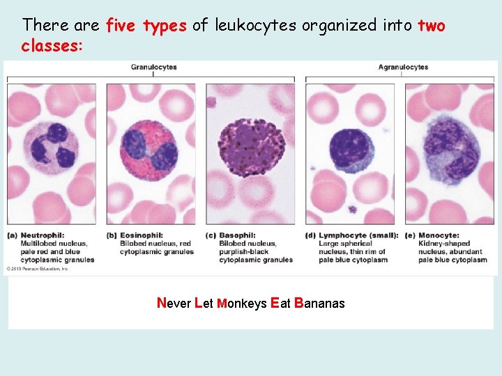 There are five types of leukocytes organized into two classes: Never Let Monkeys Eat