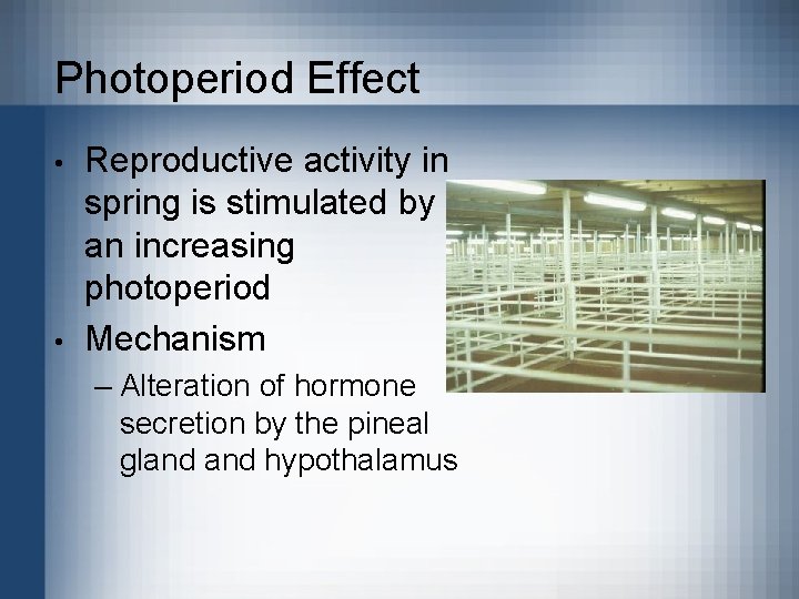 Photoperiod Effect • • Reproductive activity in spring is stimulated by an increasing photoperiod