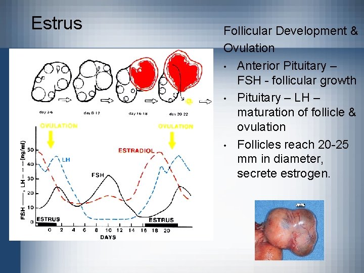 Estrus Follicular Development & Ovulation • Anterior Pituitary – FSH - follicular growth •