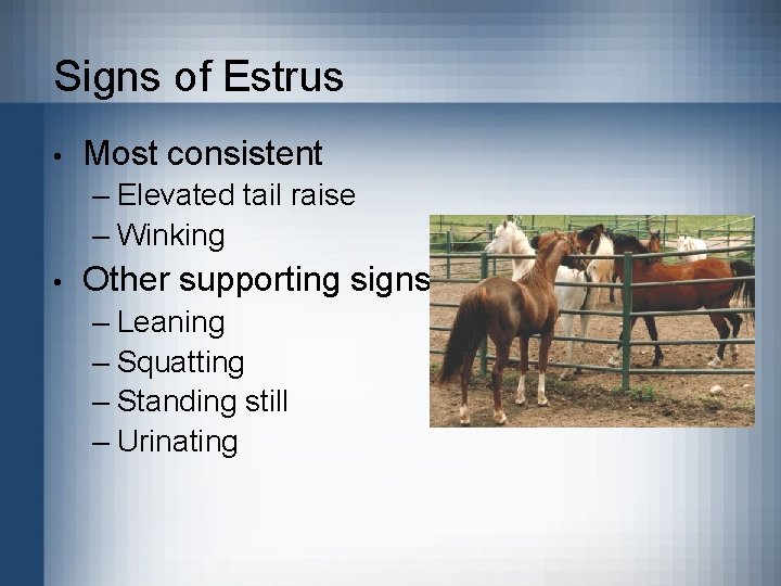 Signs of Estrus • Most consistent – Elevated tail raise – Winking • Other