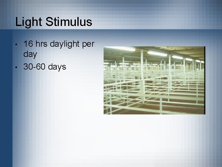 Light Stimulus • • 16 hrs daylight per day 30 -60 days 