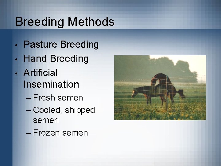 Breeding Methods • • • Pasture Breeding Hand Breeding Artificial Insemination – Fresh semen