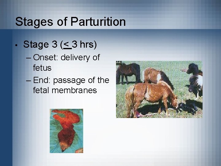 Stages of Parturition • Stage 3 (< 3 hrs) – Onset: delivery of fetus