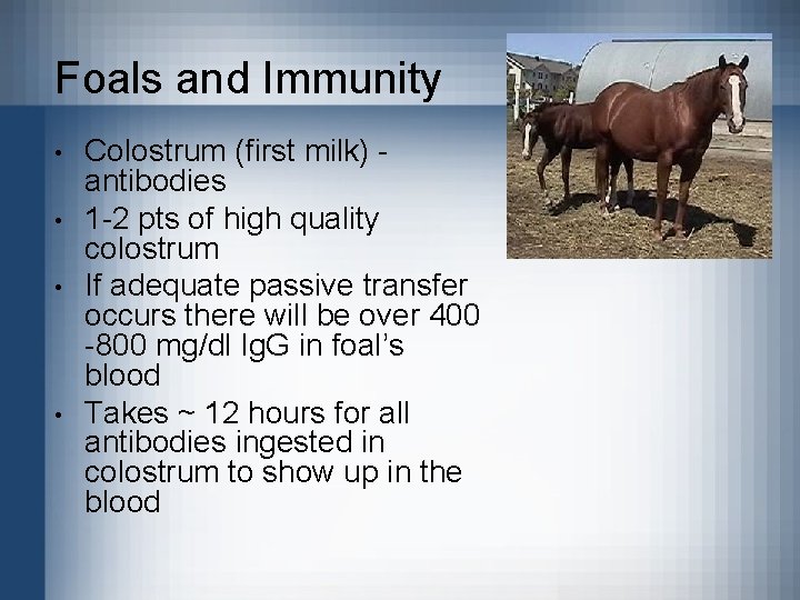 Foals and Immunity • • Colostrum (first milk) antibodies 1 -2 pts of high