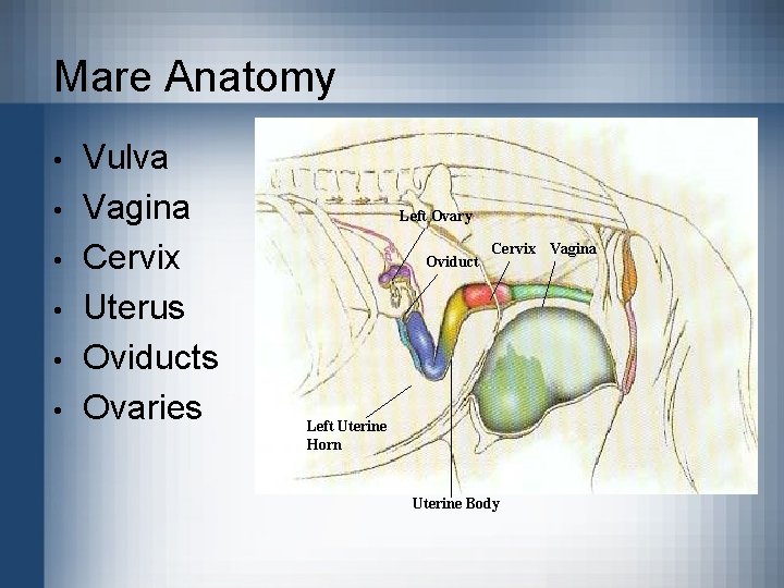 Mare Anatomy • • • Vulva Vagina Cervix Uterus Oviducts Ovaries Left Ovary Oviduct