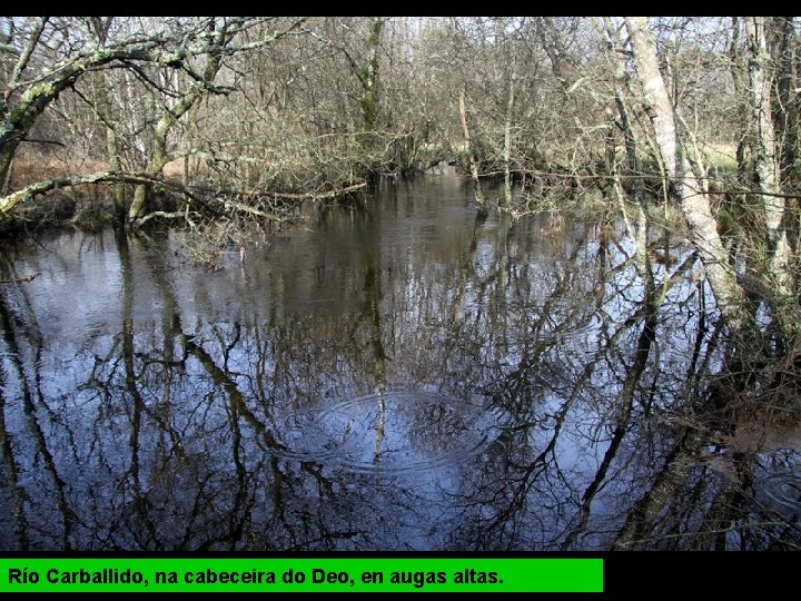 Río Carballido, na cabeceira do Deo, en augas altas. 