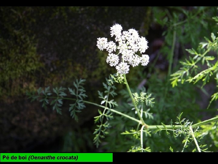 Pé de boi (Oenanthe crocata) 