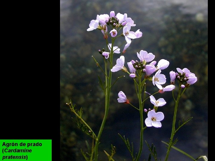 Agrón de prado (Cardamine pratensis) 