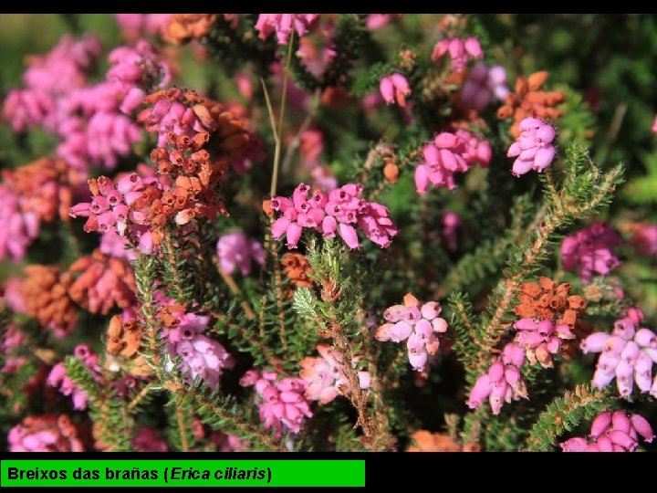 Breixos das brañas (Erica ciliaris) 