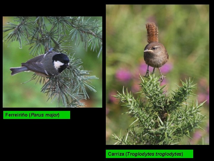 Ferreiriño (Parus major) Carriza (Troglodytes troglodytes) 