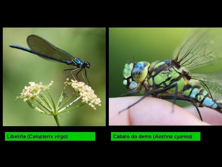 Libeliña (Calopterix virgo) Cabalo do demo (Aeshna cyanea) 