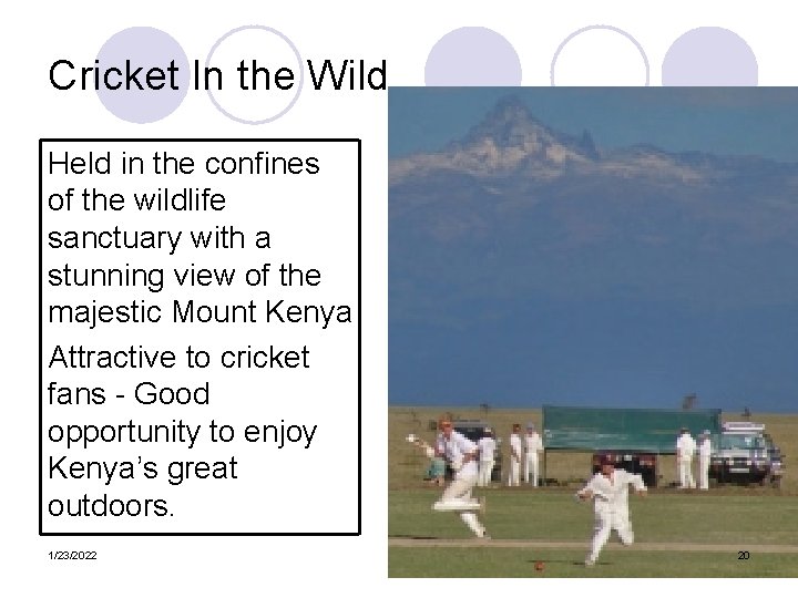 Cricket In the Wild Held in the confines of the wildlife sanctuary with a