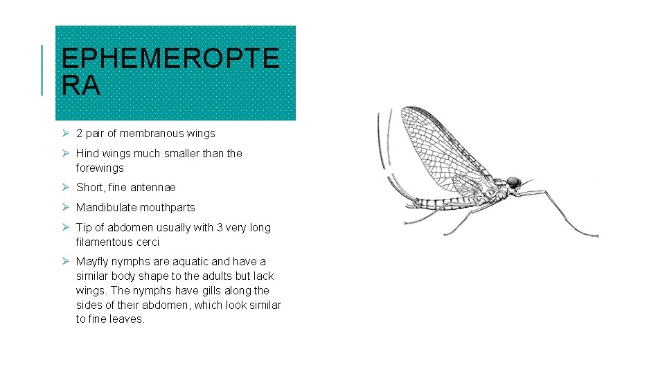 EPHEMEROPTE RA Ø 2 pair of membranous wings Ø Hind wings much smaller than