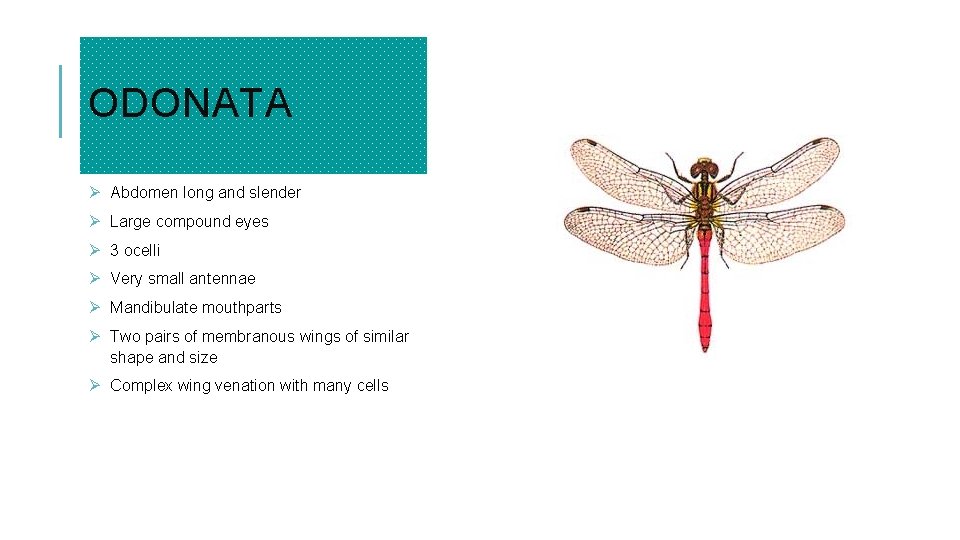 ODONATA Ø Abdomen long and slender Ø Large compound eyes Ø 3 ocelli Ø